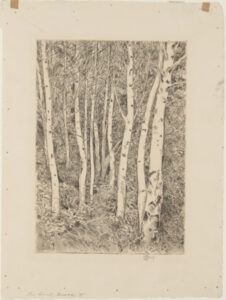 The Birch Grove