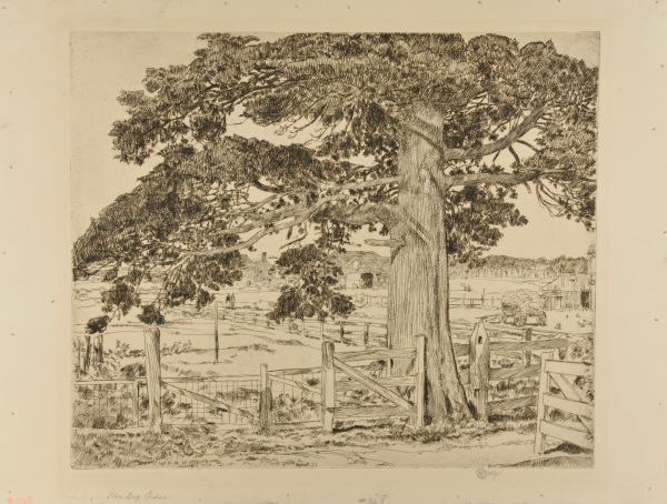 The Big Cedar - Image 2