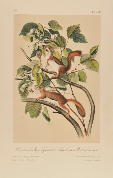 Hudson's Bay Squirrel-Chickaree-Red Squirrel