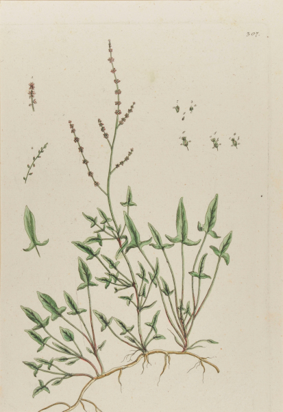 Acestosa arvensis (Schaaf-Ampfer)