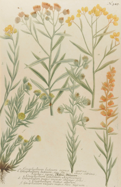 Graphalium (Rhein-Blumen) - Image 2