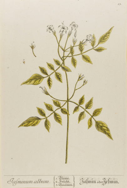 Jasminum Album (Jasmin)