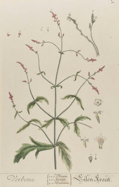 Verbena (Eisen-Kraut)