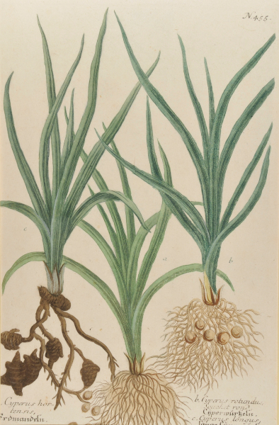 Cyperus hortensis (Erdmandeln)