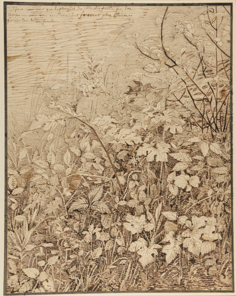 Study of Foliage