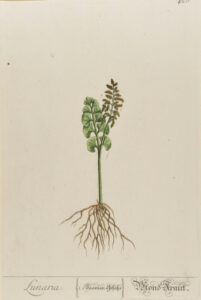 Lunaria (Mond-Kraut)