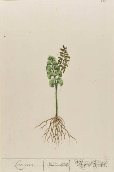 LUNARIA (MOND-KRAUT)