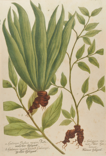 Galanga Indica Major