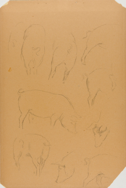 Pigs [sheet of 11 sketches]