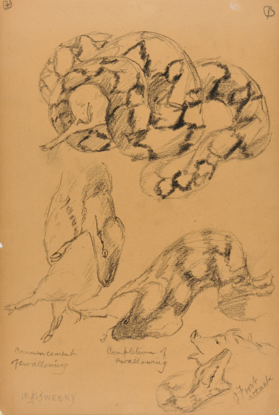 Python Swallowing a Pig