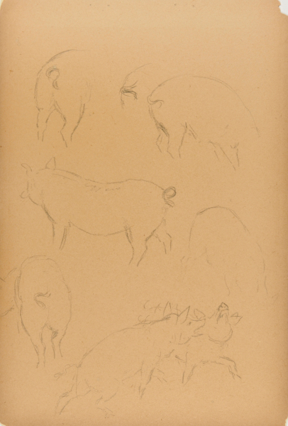 Sketches of Pigs