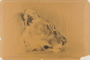 Lioness Asleep