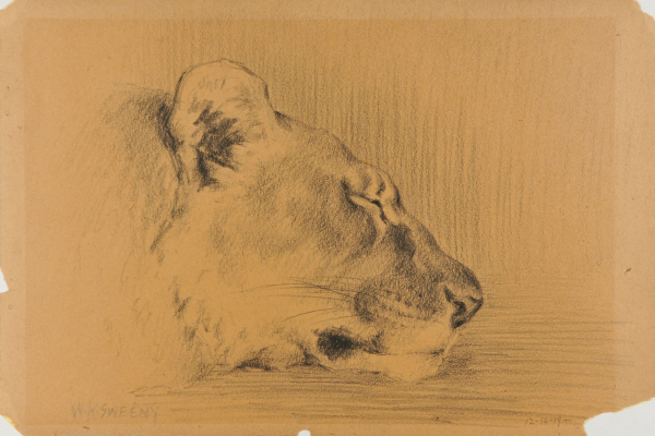 LIONESS ASLEEP