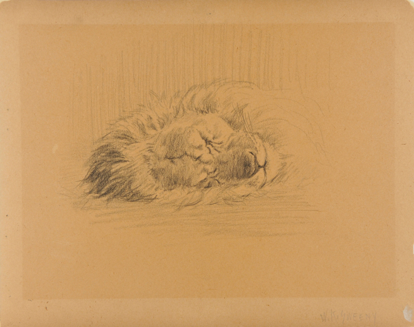 Lion Asleep