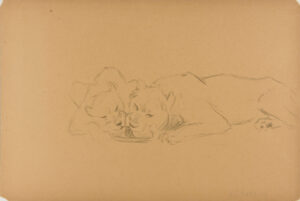 Lion and Lioness Over Pan of Water