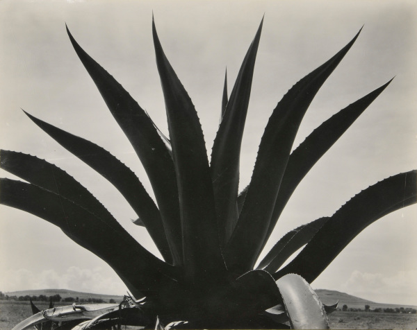 Maguey, Texcoco - Image 2