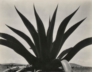 Maguey, Texcoco