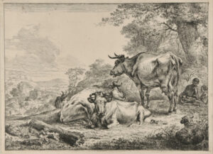 The Resting Cows