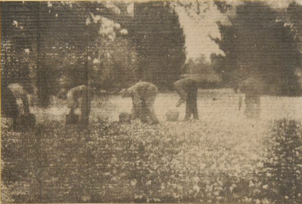 Men Picking - Image 4