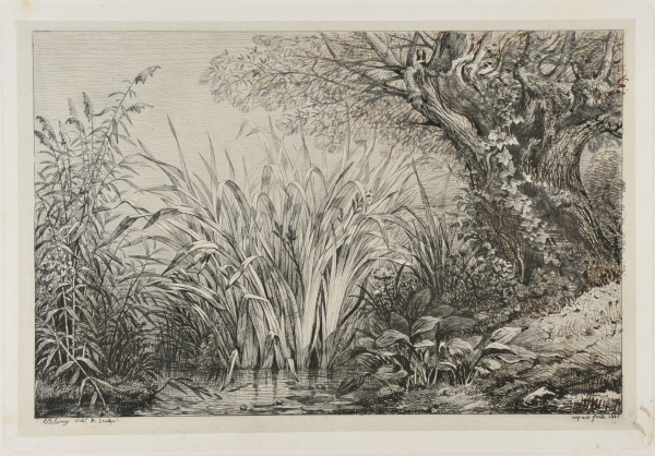 Fern and Water Plantain - Image 2