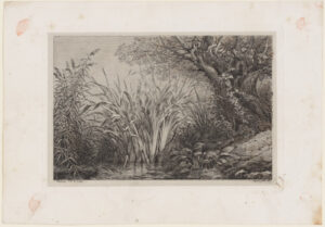 Fern and Water Plantain