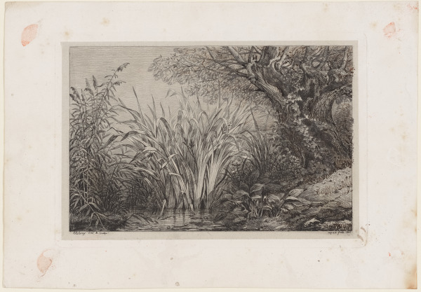 Fern and Water Plantain