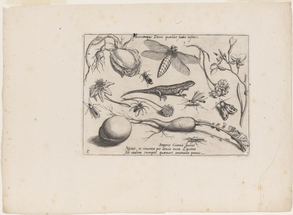Sheet with Lizard (part III, plate 5)