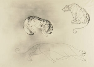 Leopards and Mountain Lion