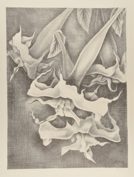 Datura Series, Group 2