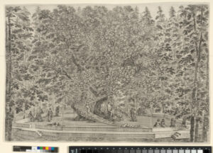 From the series “Views of the Villa of Pratolino”