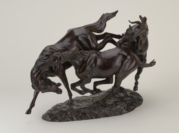 Colts Playing - Image 3