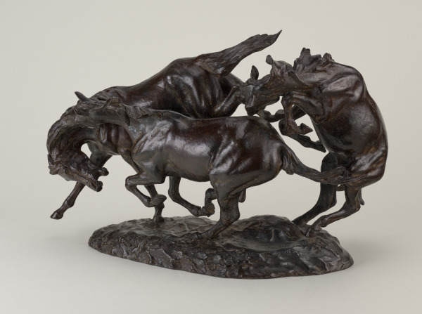 Colts Playing - Image 2