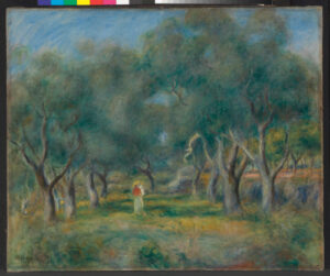 Olive Trees