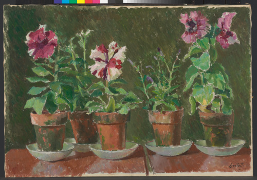 Flower Pots