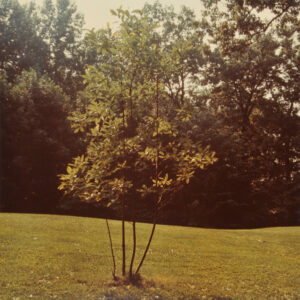 Tree Sculpture. Photograph taken in The Wurtzburger Sculpture Garden (original site, Timberlane)