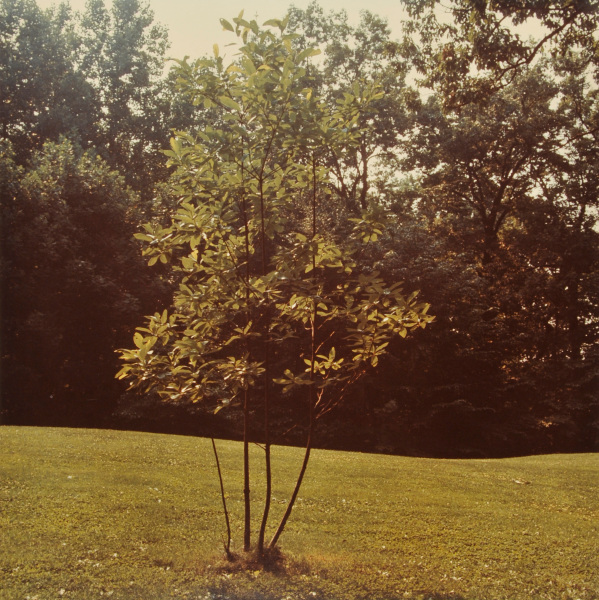 Tree Sculpture. Photograph taken in The Wurtzburger Sculpture Garden (original site, Timberlane)