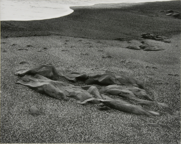 Pebble Beach, California. - Image 2