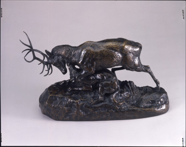 Loup tenant un cerf à la gorge