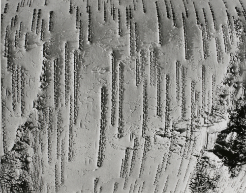 Trunk of Gray Birch - Image 2