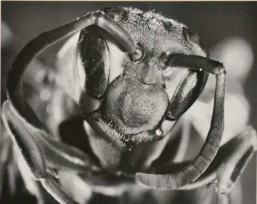 Head of White-faced Hornet - Image 3