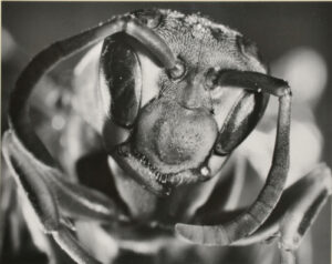 Head of White-faced Hornet