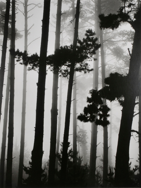 Forest Interior - Image 3