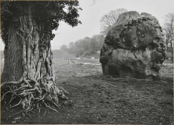 Stone & Tree, Avebury, England. - Image 2