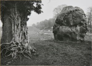 Stone & Tree, Avebury, England.