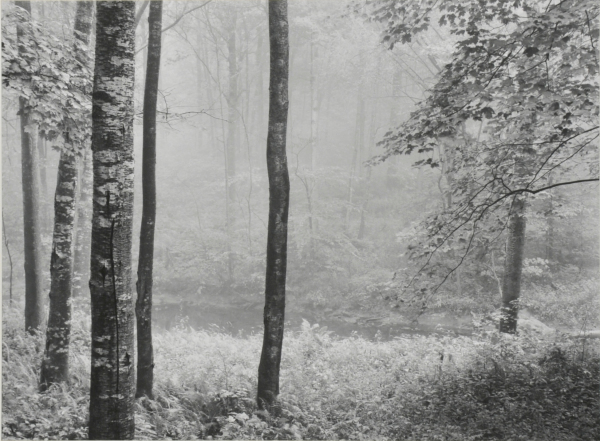 Redding Woods, Connecticut. - Image 2