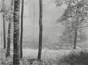 Redding Woods, Connecticut.