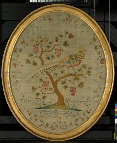 GOLDEN PHEASANT PERCHED IN BERRY BUSH