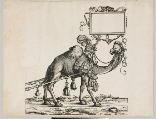 Refined Arabian Camel