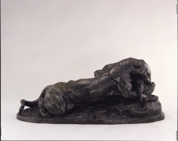 Jaguar Devouring a Hare - Image 2