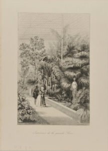 Intérieur de la grande serre du Jardin des Plantes